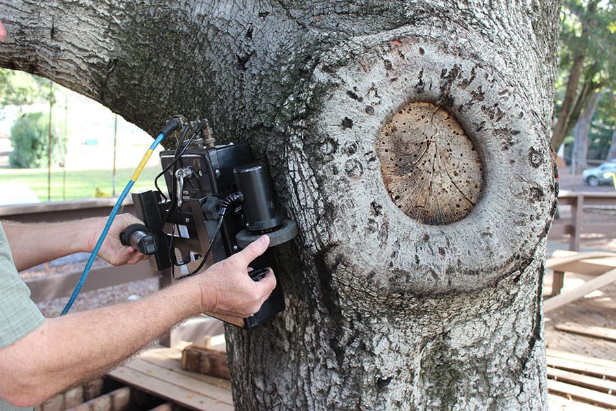 non-invasive level 3 tree risk evaluation