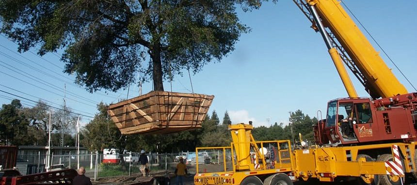 arborist project services tree moving
