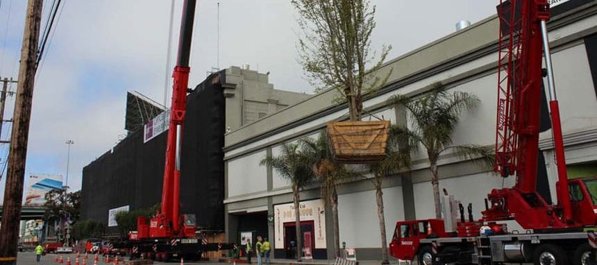 maple tree in air via crane
