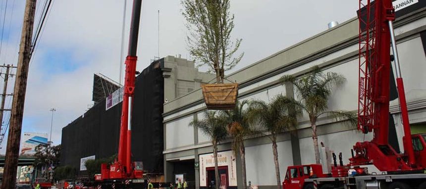 maple tree in air via crane