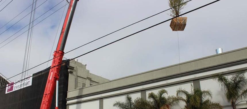 maple tree in air via crane
