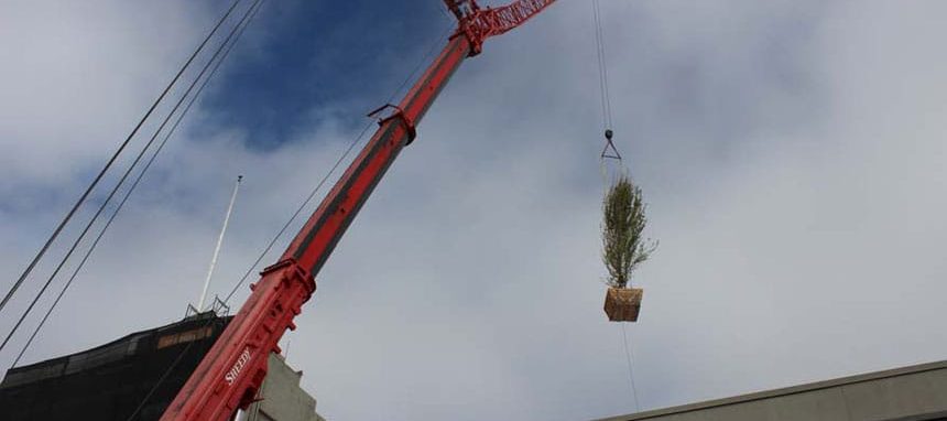 maple tree in air via crane