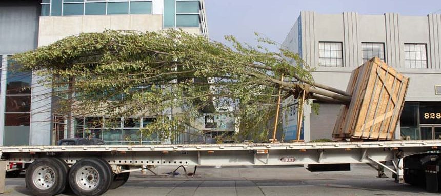 maple tree on truck