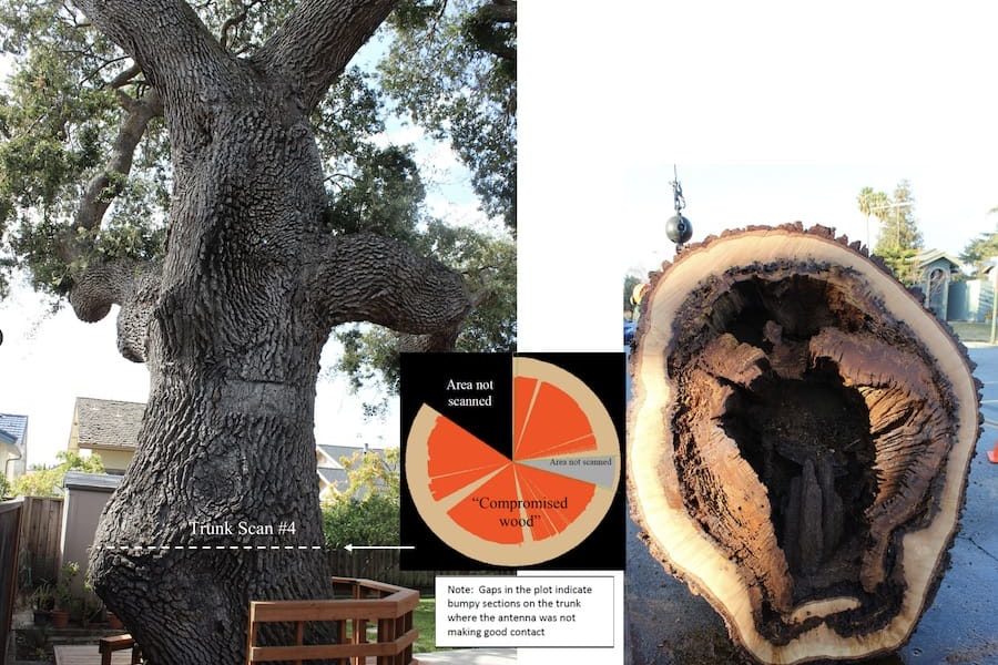 trunk imaging