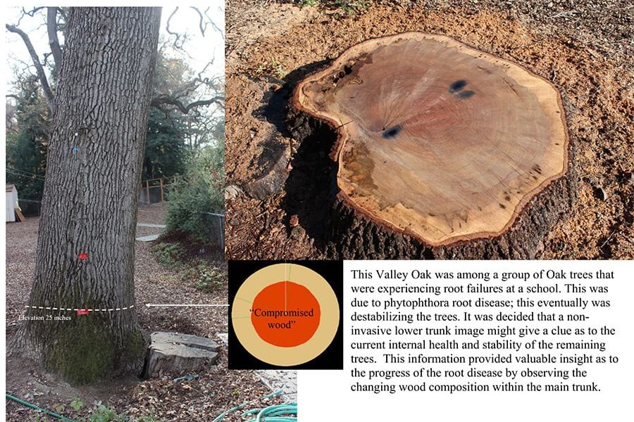 progress of root disease in valley oak tree with phytophthora root disease
