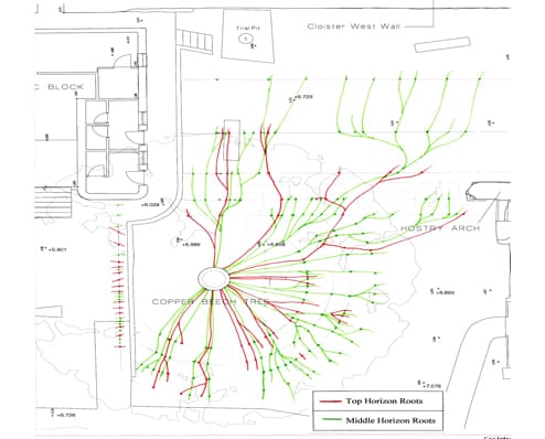 root-mapping-7 tree root mapping