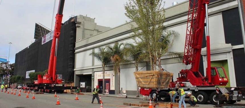 beginning to lift maple tree over the building with crane